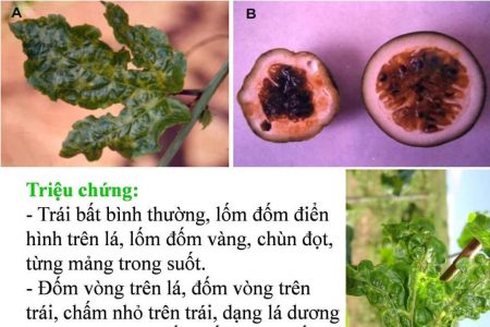 Dịch hại chanh dây